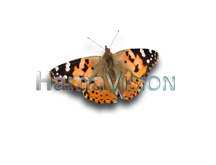 Distelfalter - Vanessa Cardui